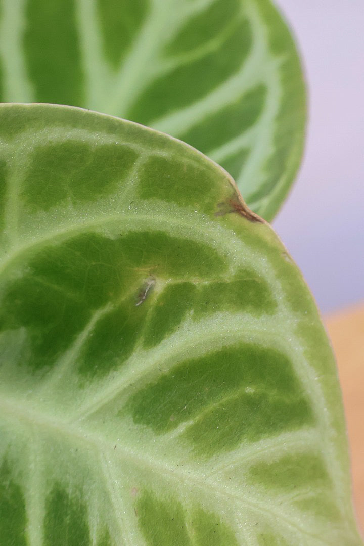 【アンスリウム ドラヤキ】かわいすぎる葉模様！ここまでコンパクトにまとまった個体は希少だと思いますよ！