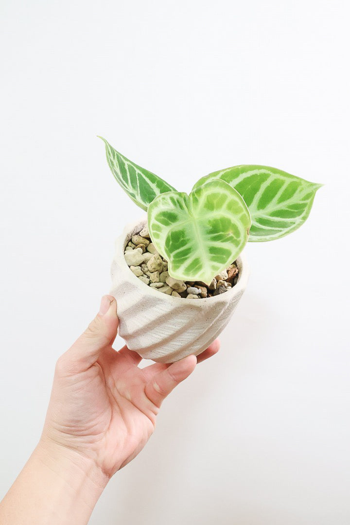 【アンスリウム ドラヤキ】かわいすぎる葉模様！ここまでコンパクトにまとまった個体は希少だと思いますよ！