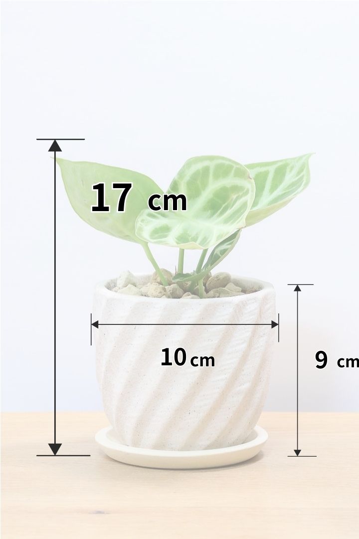 【アンスリウム ドラヤキ】かわいすぎる葉模様！ここまでコンパクトにまとまった個体は希少だと思いますよ！