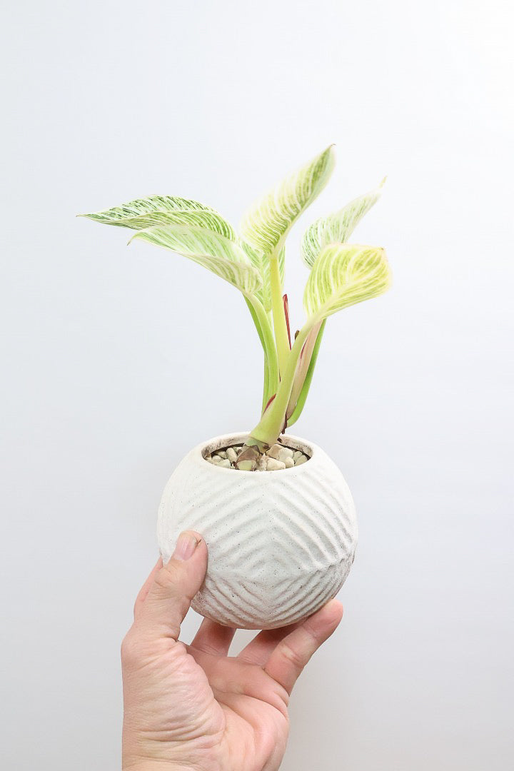 【フィロデンドロン バーキン】まん丸のPOTがかわいい!!少し幹立ちしたカッコいい株です！ホワイト増し増しの素晴らしい葉色！