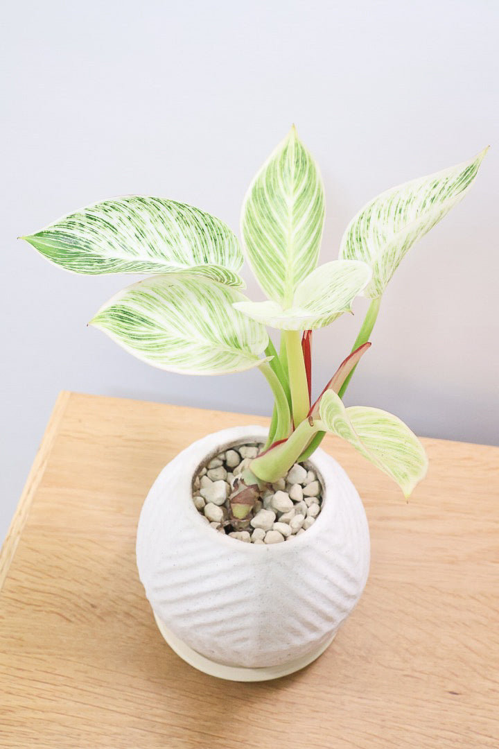 【フィロデンドロン バーキン】まん丸のPOTがかわいい!!少し幹立ちしたカッコいい株です！ホワイト増し増しの素晴らしい葉色！