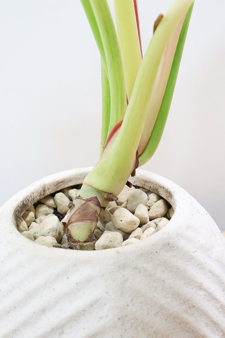 【フィロデンドロン バーキン】まん丸のPOTがかわいい!!少し幹立ちしたカッコいい株です！ホワイト増し増しの素晴らしい葉色！