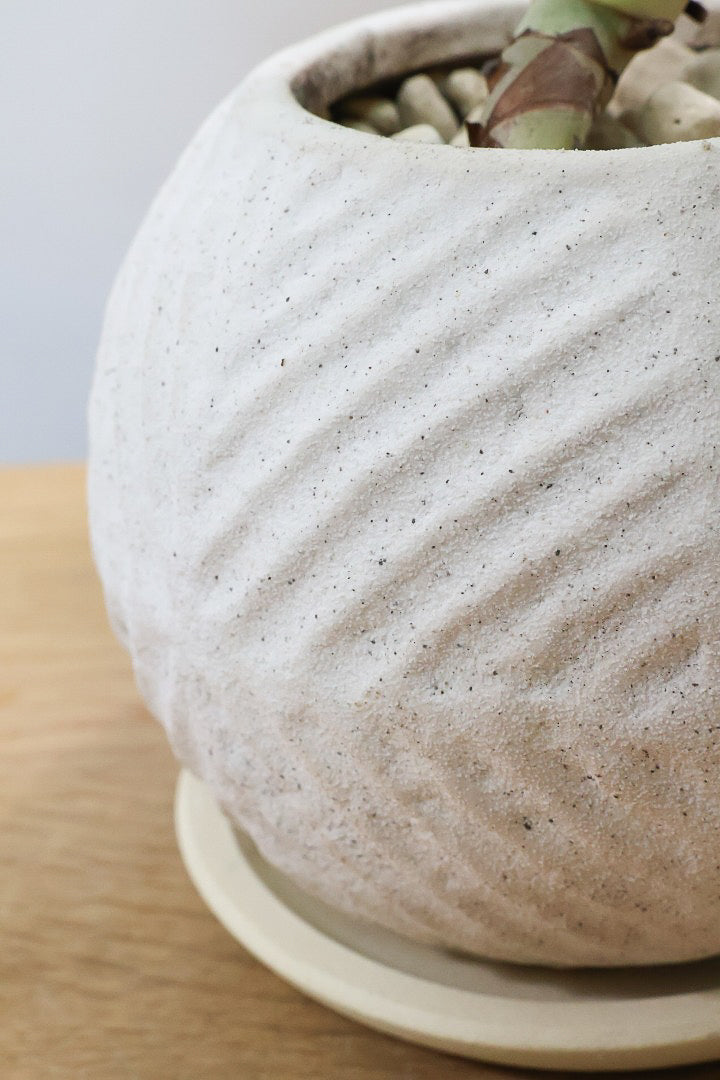 【フィロデンドロン バーキン】まん丸のPOTがかわいい!!少し幹立ちしたカッコいい株です！ホワイト増し増しの素晴らしい葉色！