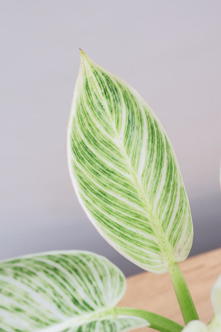 【フィロデンドロン バーキン】まん丸のPOTがかわいい!!少し幹立ちしたカッコいい株です！ホワイト増し増しの素晴らしい葉色！