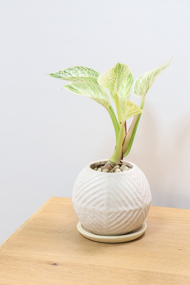 【フィロデンドロン バーキン】まん丸のPOTがかわいい!!少し幹立ちしたカッコいい株です！ホワイト増し増しの素晴らしい葉色！