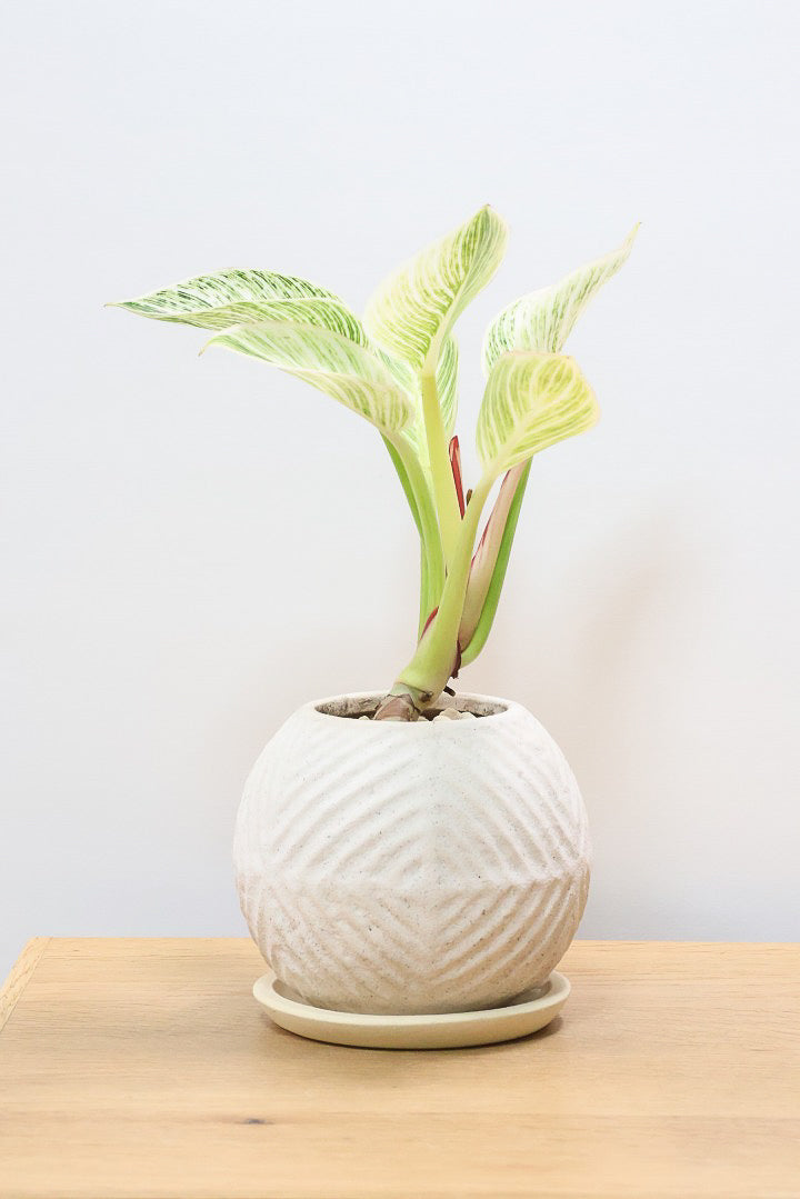 【フィロデンドロン バーキン】まん丸のPOTがかわいい!!少し幹立ちしたカッコいい株です！ホワイト増し増しの素晴らしい葉色！