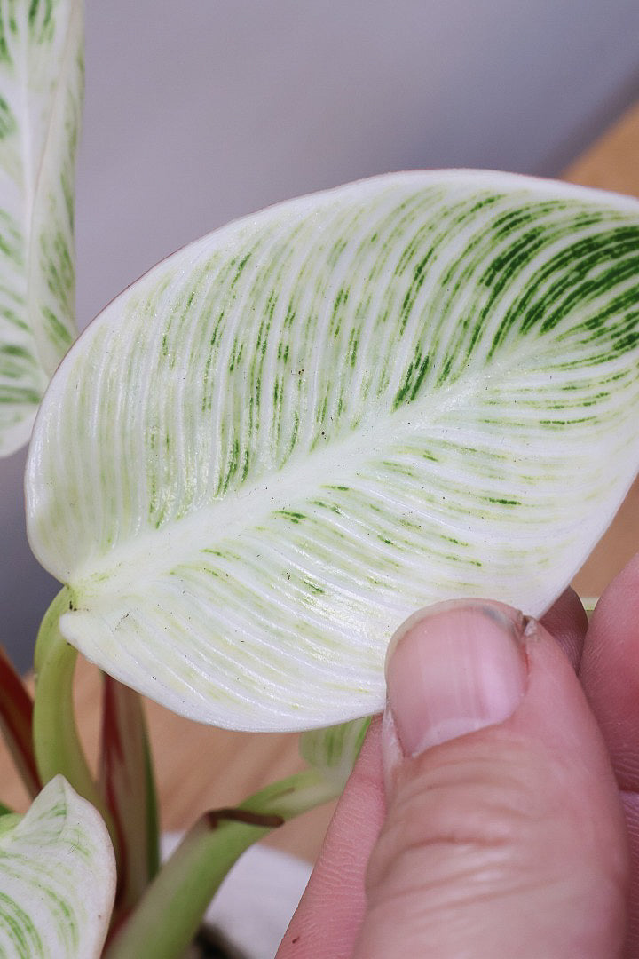 【フィロデンドロン バーキン】まん丸のPOTがかわいい!!少し幹立ちしたカッコいい株です！ホワイト増し増しの素晴らしい葉色！