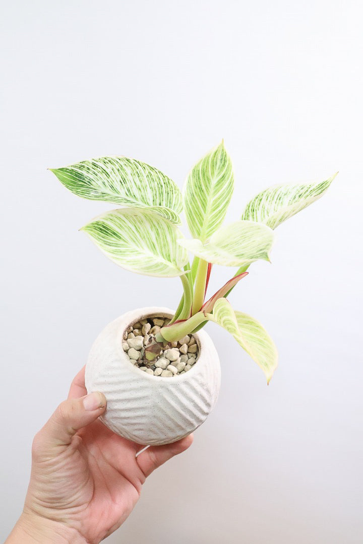 【フィロデンドロン バーキン】まん丸のPOTがかわいい!!少し幹立ちしたカッコいい株です！ホワイト増し増しの素晴らしい葉色！