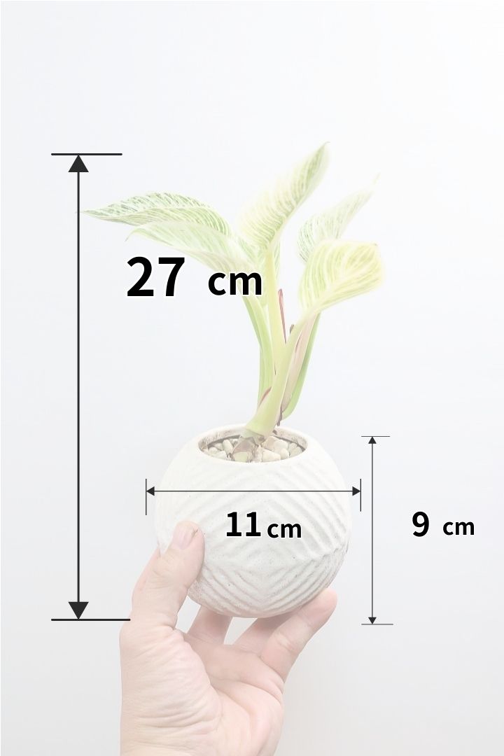 【フィロデンドロン バーキン】まん丸のPOTがかわいい!!少し幹立ちしたカッコいい株です！ホワイト増し増しの素晴らしい葉色！