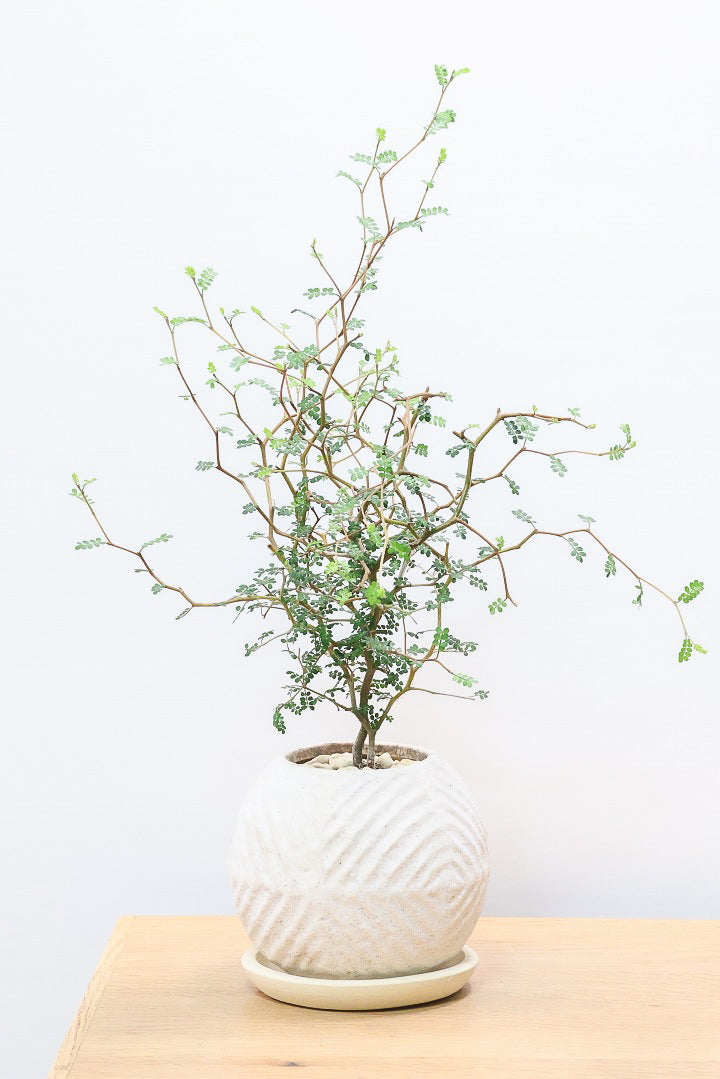 【ソフォラ リトルベイビー】ミニミニのかわいい葉っぱがかわいい!育てやすい観葉植物! 寒さに強い