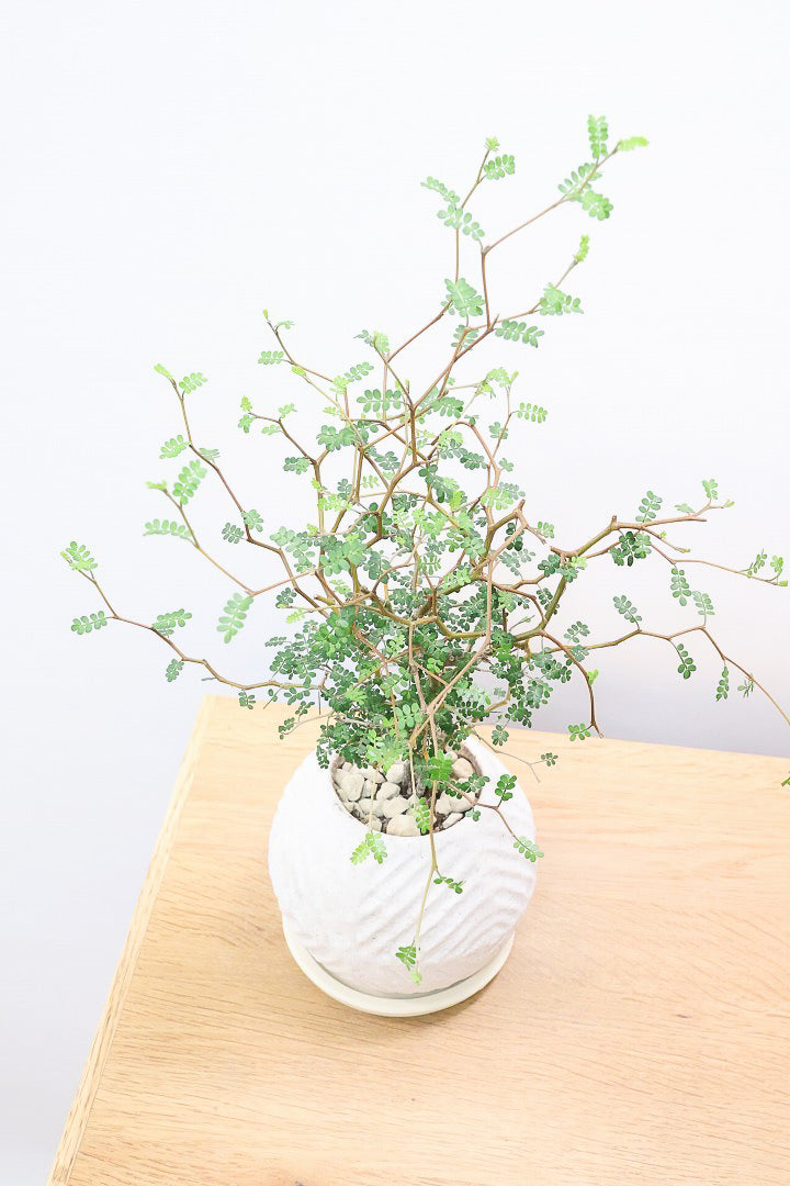 【ソフォラ リトルベイビー】ミニミニのかわいい葉っぱがかわいい!育てやすい観葉植物! 寒さに強い