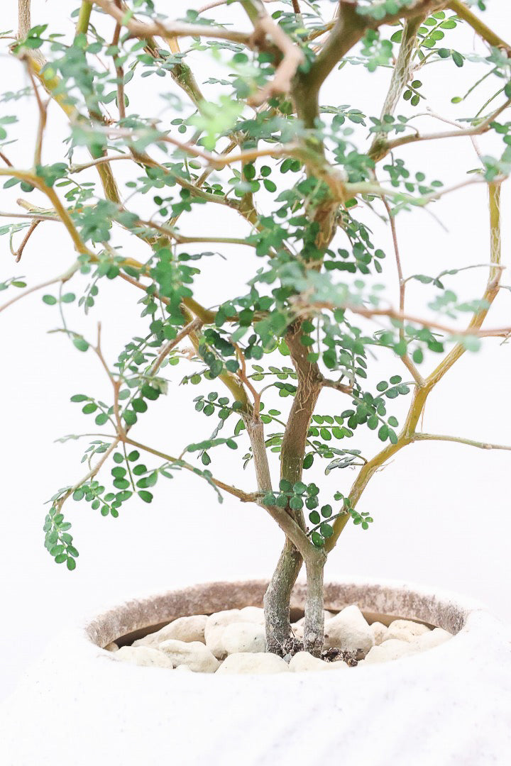 【ソフォラ リトルベイビー】ミニミニのかわいい葉っぱがかわいい!育てやすい観葉植物! 寒さに強い