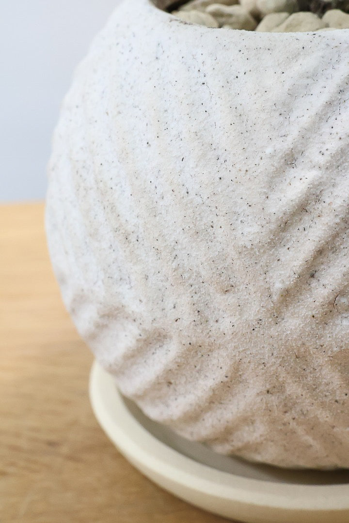 【ソフォラ リトルベイビー】ミニミニのかわいい葉っぱがかわいい!育てやすい観葉植物! 寒さに強い