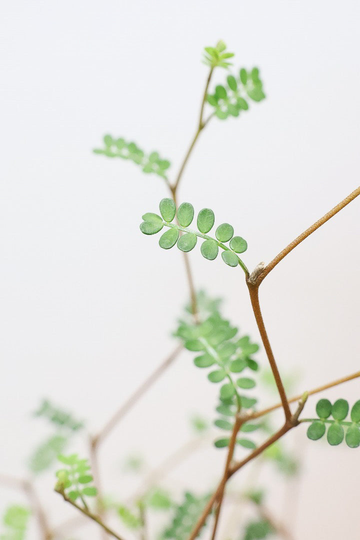 【ソフォラ リトルベイビー】ミニミニのかわいい葉っぱがかわいい!育てやすい観葉植物! 寒さに強い