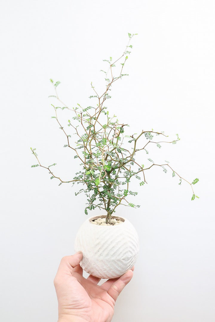 【ソフォラ リトルベイビー】ミニミニのかわいい葉っぱがかわいい!育てやすい観葉植物! 寒さに強い