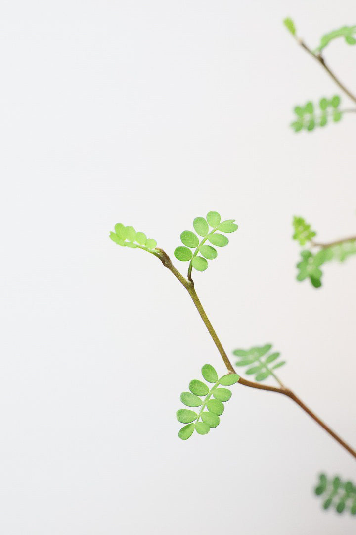 【ソフォラ リトルベイビー】ミニミニのかわいい葉っぱがかわいい!育てやすい観葉植物! 寒さに強い