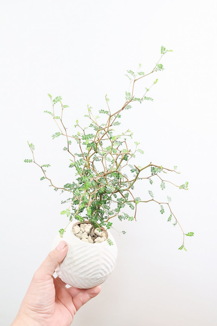 【ソフォラ リトルベイビー】ミニミニのかわいい葉っぱがかわいい!育てやすい観葉植物! 寒さに強い