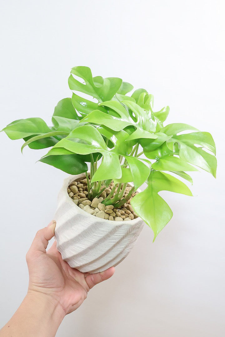 【モンステラ ミニマ】ボリュームがあるタイプ！癒しのナチュラル樹形！シンプルな中に奥深しさがありますよ！