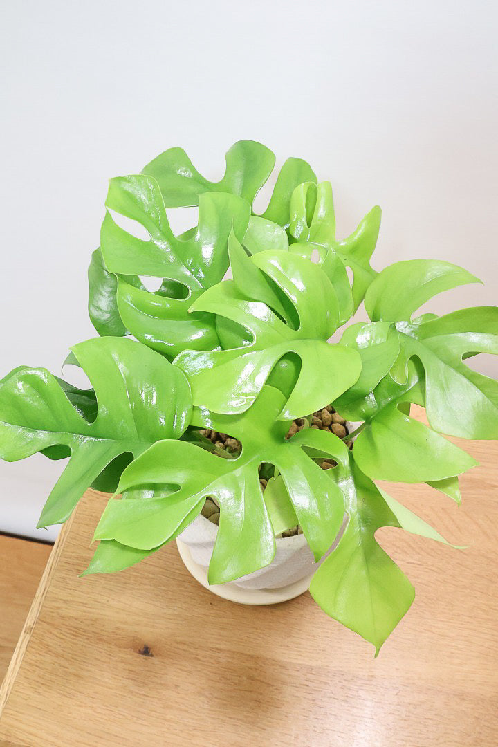 【モンステラ ミニマ】ボリュームがあるタイプ！癒しのナチュラル樹形！シンプルな中に奥深しさがありますよ！