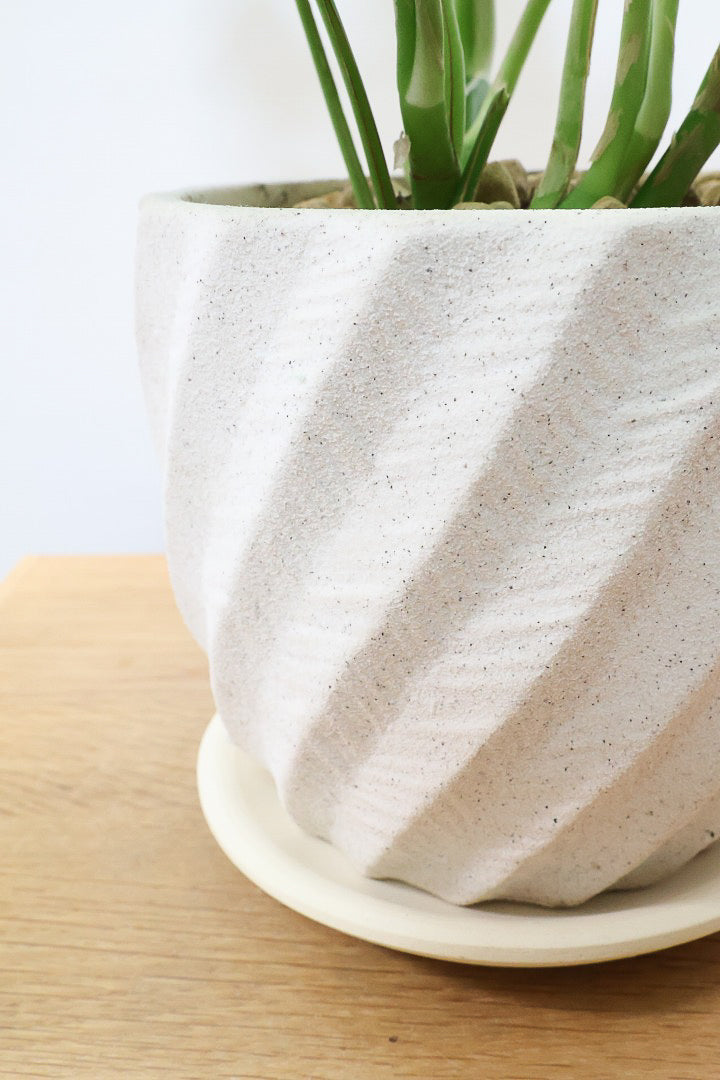 【モンステラ ミニマ】ボリュームがあるタイプ！癒しのナチュラル樹形！シンプルな中に奥深しさがありますよ！