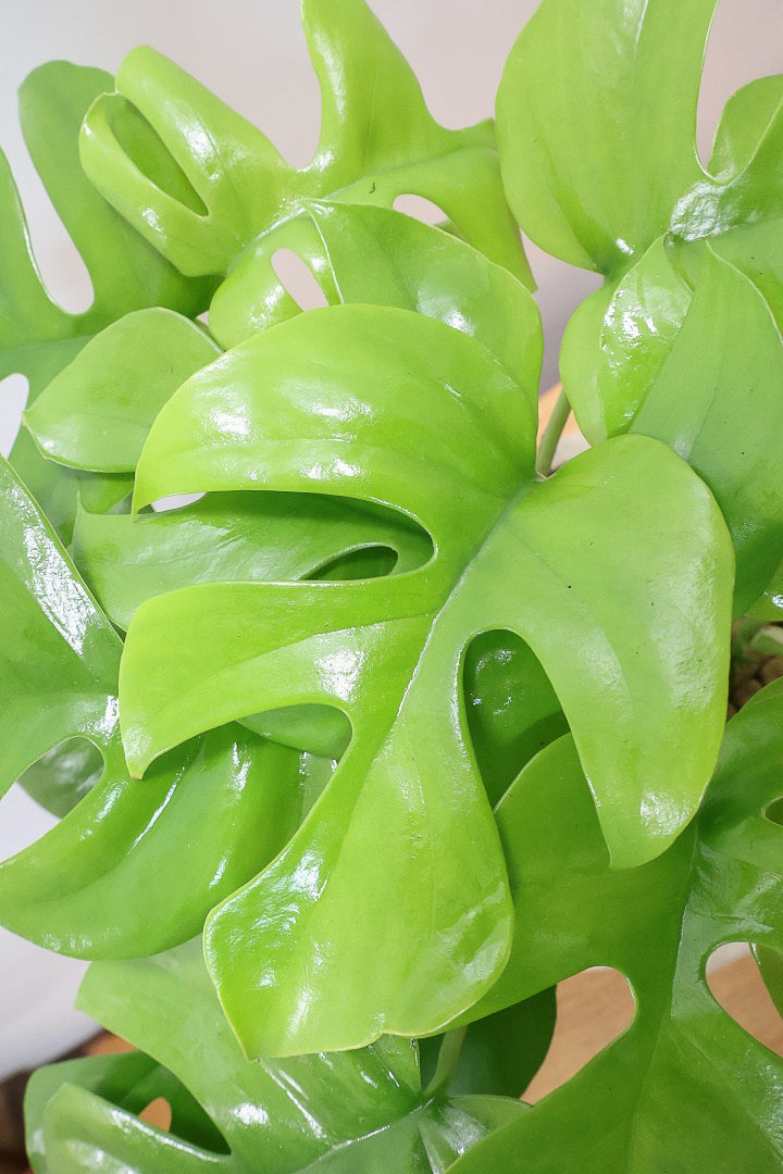 【モンステラ ミニマ】ボリュームがあるタイプ！癒しのナチュラル樹形！シンプルな中に奥深しさがありますよ！