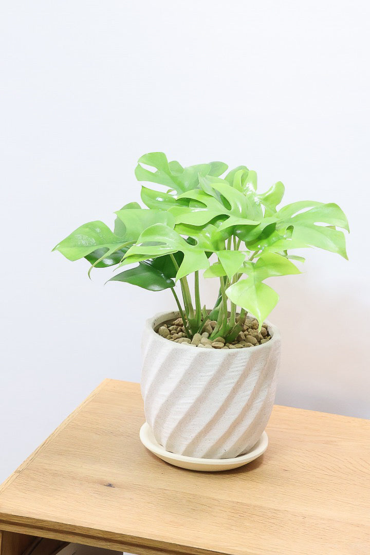 【モンステラ ミニマ】ボリュームがあるタイプ！癒しのナチュラル樹形！シンプルな中に奥深しさがありますよ！