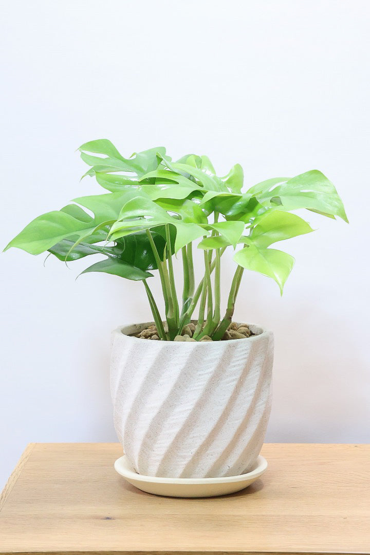 【モンステラ ミニマ】ボリュームがあるタイプ！癒しのナチュラル樹形！シンプルな中に奥深しさがありますよ！