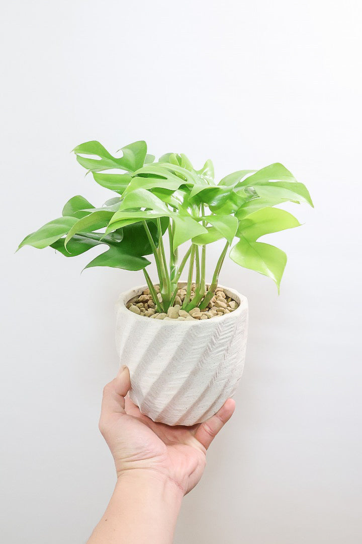 【モンステラ ミニマ】ボリュームがあるタイプ！癒しのナチュラル樹形！シンプルな中に奥深しさがありますよ！