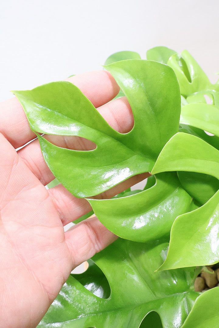 【モンステラ ミニマ】ボリュームがあるタイプ！癒しのナチュラル樹形！シンプルな中に奥深しさがありますよ！