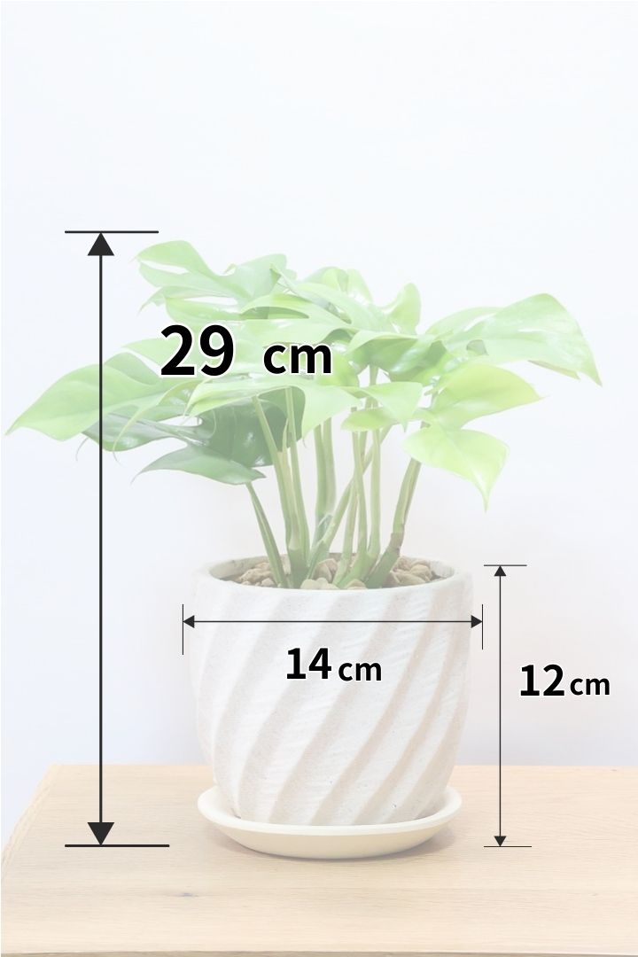 【モンステラ ミニマ】ボリュームがあるタイプ！癒しのナチュラル樹形！シンプルな中に奥深しさがありますよ！