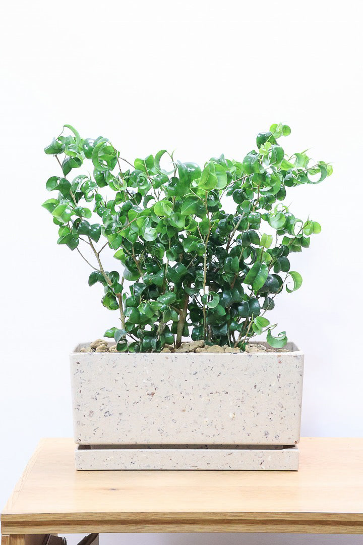 【ベンジャミン バロック】かわいい長方形のプラスチックPOT。人気のスタイルが再入荷しました！