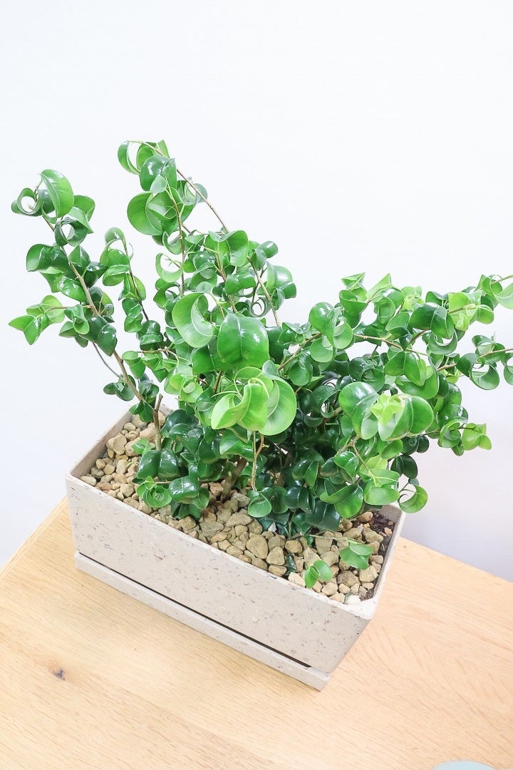 【ベンジャミン バロック】かわいい長方形のプラスチックPOT。人気のスタイルが再入荷しました！