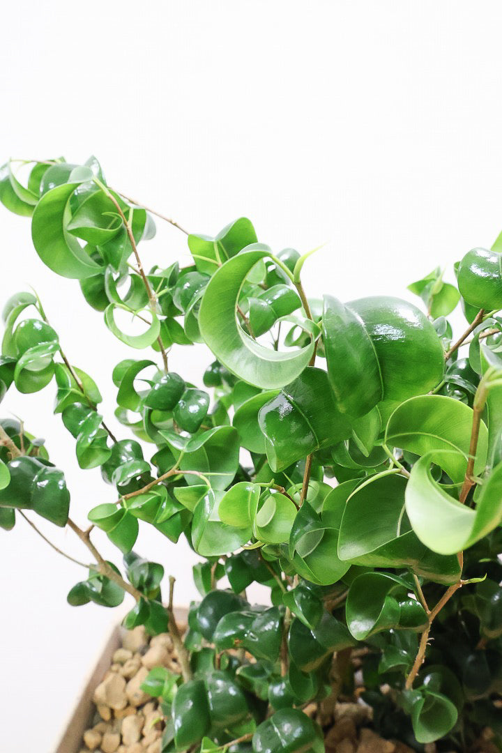 【ベンジャミン バロック】かわいい長方形のプラスチックPOT。人気のスタイルが再入荷しました！