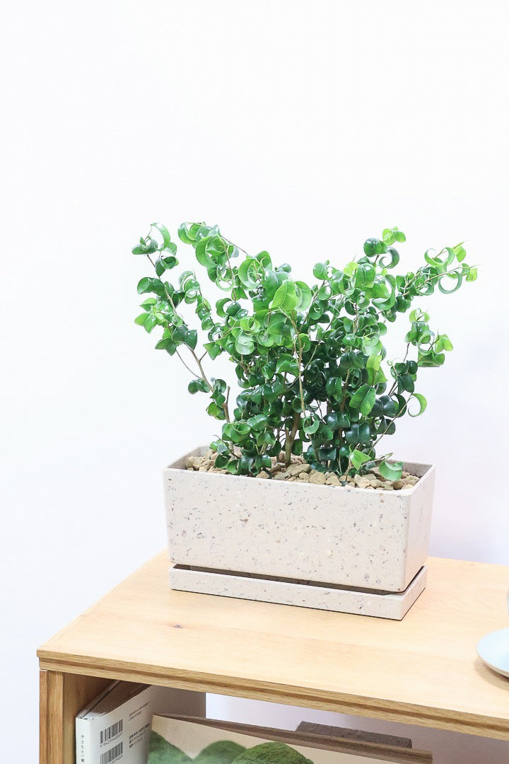 【ベンジャミン バロック】かわいい長方形のプラスチックPOT。人気のスタイルが再入荷しました！