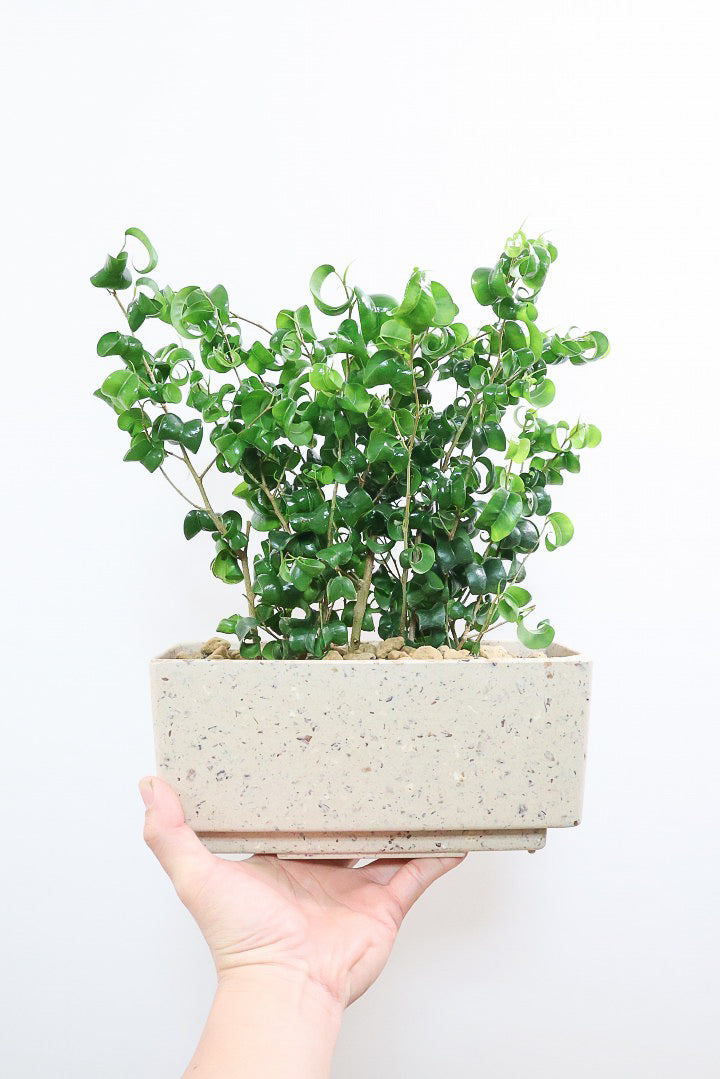 【ベンジャミン バロック】かわいい長方形のプラスチックPOT。人気のスタイルが再入荷しました！