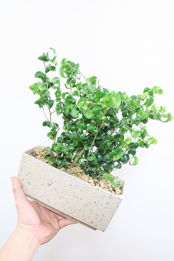 【ベンジャミン バロック】かわいい長方形のプラスチックPOT。人気のスタイルが再入荷しました！