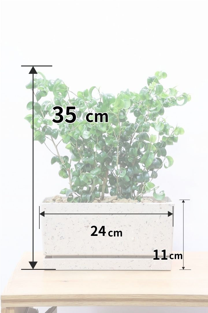 【ベンジャミン バロック】かわいい長方形のプラスチックPOT。人気のスタイルが再入荷しました！