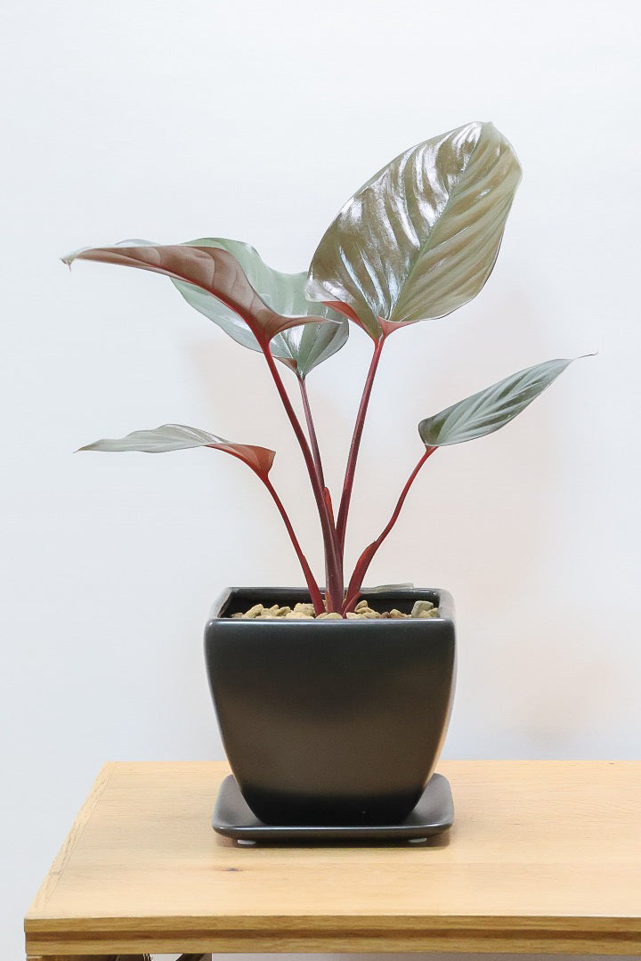 【ホマロメナ ブラックエメラルドクリムゾンベール】これがラストの入荷！新葉の美しさに惚れ込んで仕入れてきました！