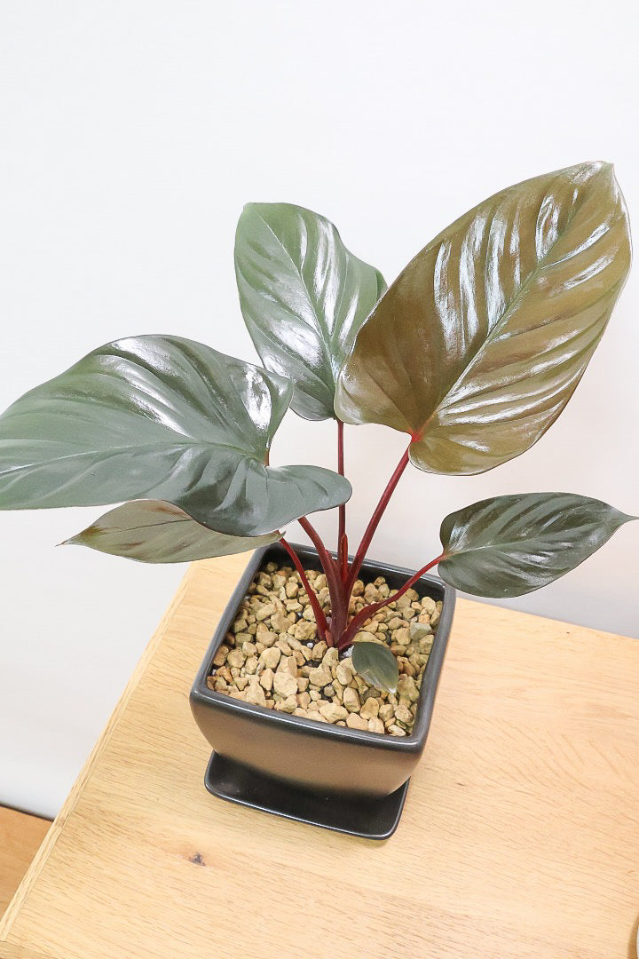 【ホマロメナ ブラックエメラルドクリムゾンベール】これがラストの入荷！新葉の美しさに惚れ込んで仕入れてきました！