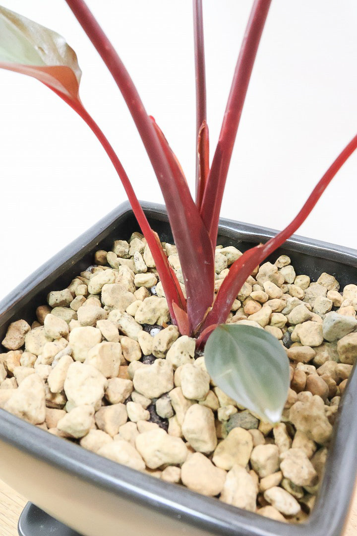 【ホマロメナ ブラックエメラルドクリムゾンベール】これがラストの入荷！新葉の美しさに惚れ込んで仕入れてきました！