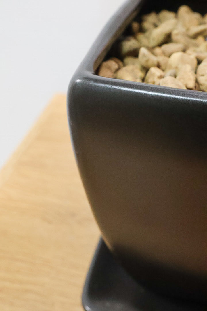 【ホマロメナ ブラックエメラルドクリムゾンベール】これがラストの入荷！新葉の美しさに惚れ込んで仕入れてきました！