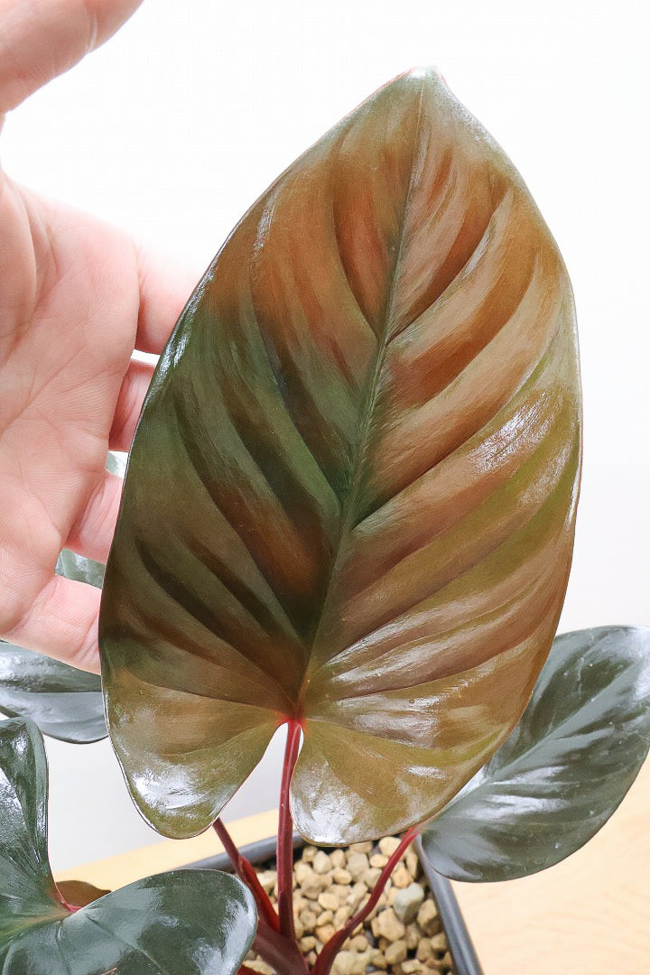 【ホマロメナ ブラックエメラルドクリムゾンベール】これがラストの入荷！新葉の美しさに惚れ込んで仕入れてきました！