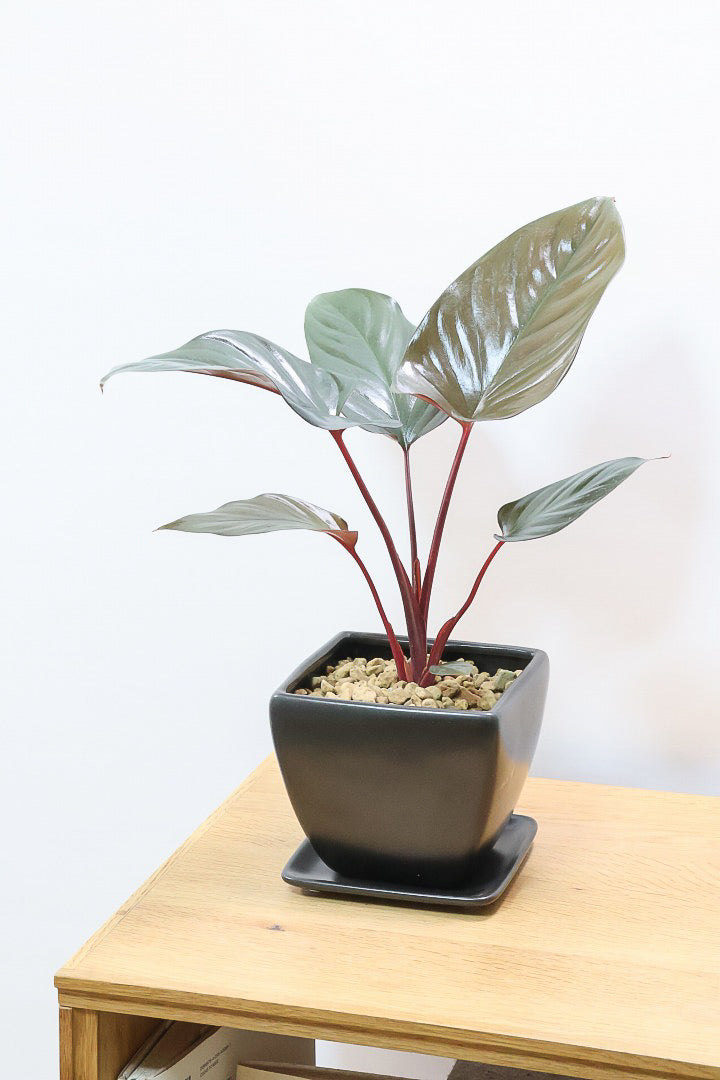 【ホマロメナ ブラックエメラルドクリムゾンベール】これがラストの入荷！新葉の美しさに惚れ込んで仕入れてきました！