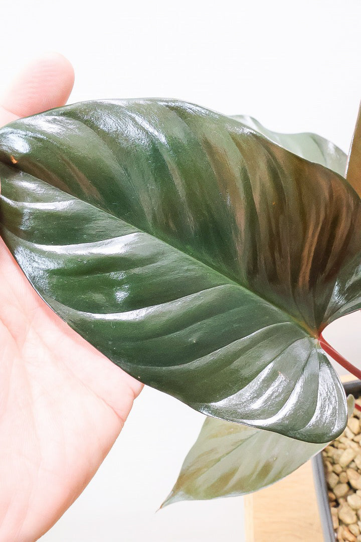 【ホマロメナ ブラックエメラルドクリムゾンベール】これがラストの入荷！新葉の美しさに惚れ込んで仕入れてきました！