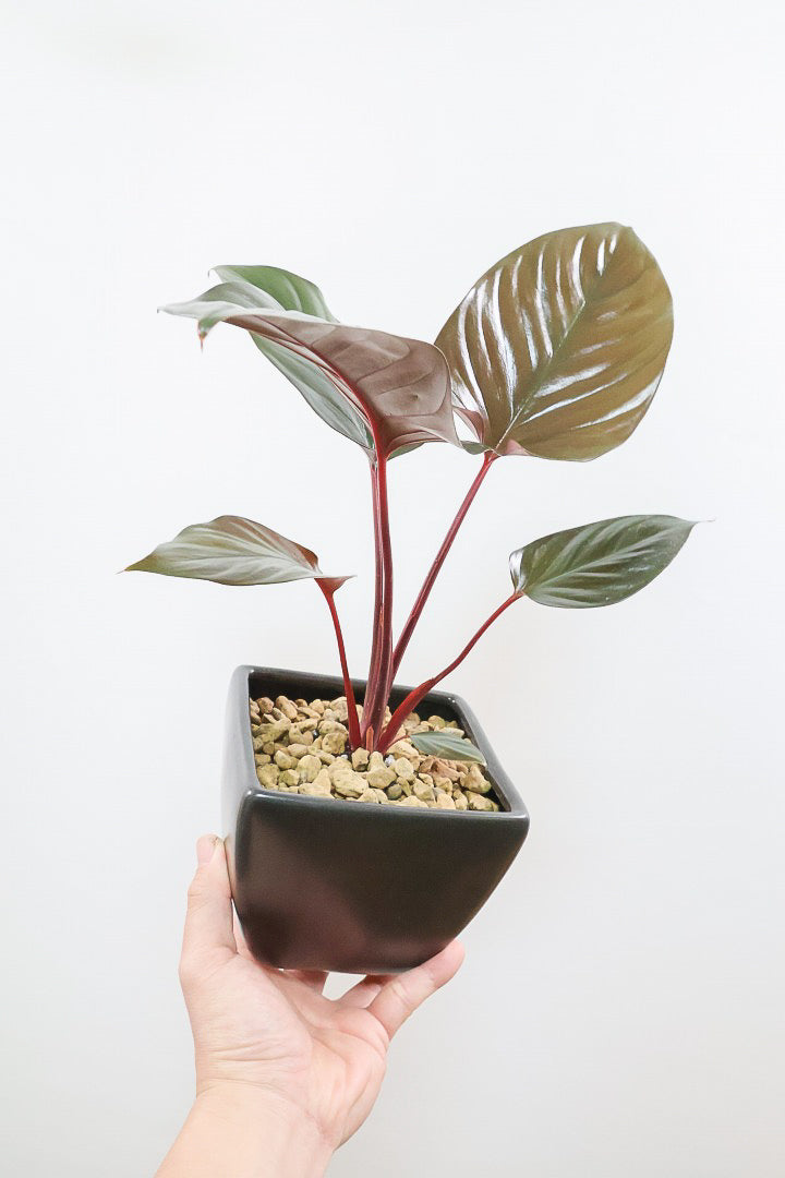 【ホマロメナ ブラックエメラルドクリムゾンベール】これがラストの入荷！新葉の美しさに惚れ込んで仕入れてきました！