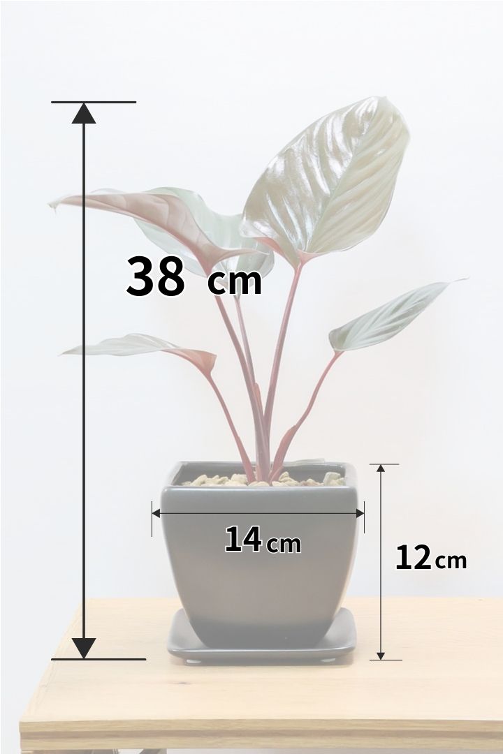 【ホマロメナ ブラックエメラルドクリムゾンベール】これがラストの入荷！新葉の美しさに惚れ込んで仕入れてきました！