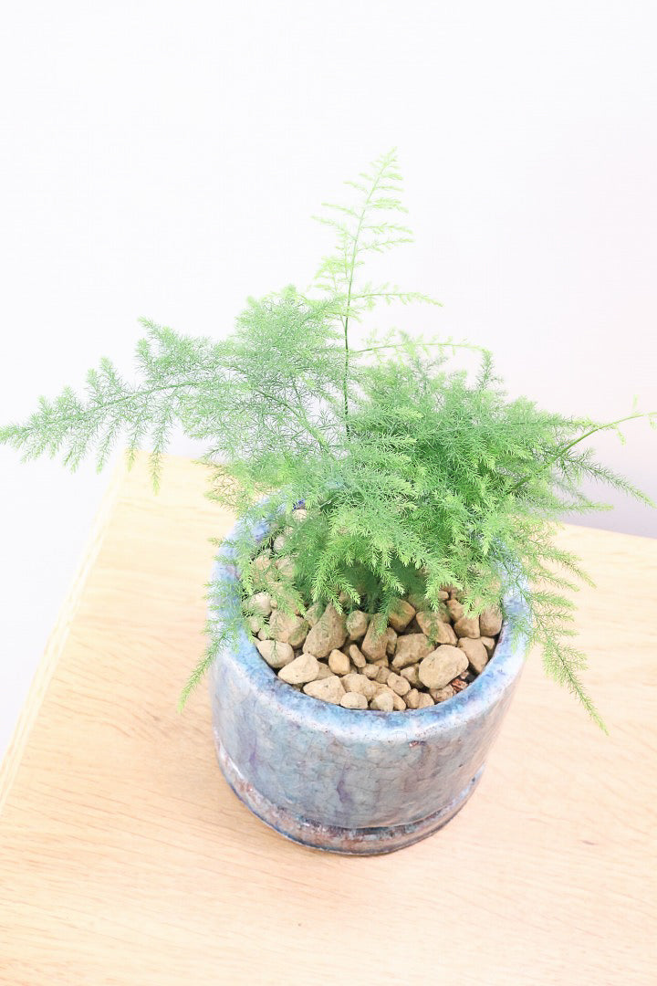 【アスパラガス ナナス】寒さにとても強い！ふんわりとしたフォルムも素敵♪今回はかわいいミニサイズでの入荷です！