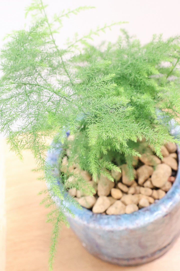 【アスパラガス ナナス】寒さにとても強い！ふんわりとしたフォルムも素敵♪今回はかわいいミニサイズでの入荷です！