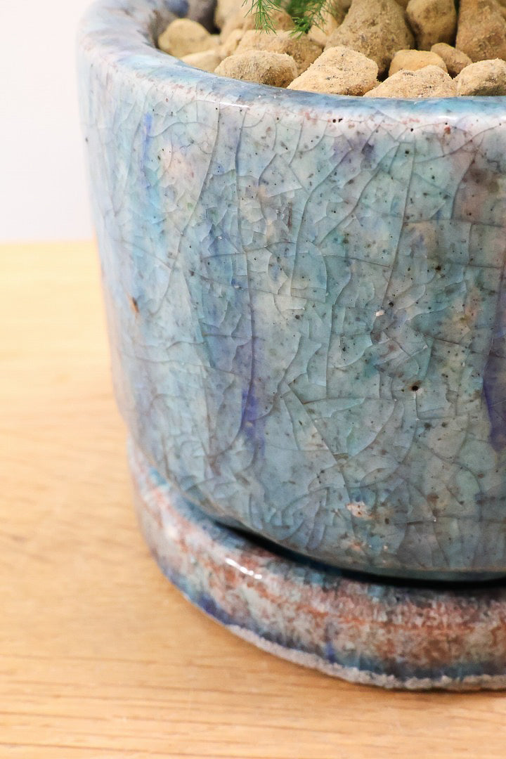 【アスパラガス ナナス】寒さにとても強い！ふんわりとしたフォルムも素敵♪今回はかわいいミニサイズでの入荷です！