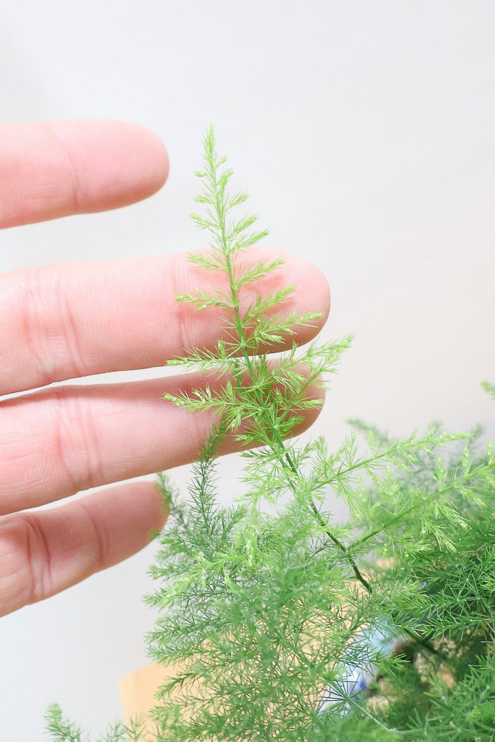 【アスパラガス ナナス】寒さにとても強い！ふんわりとしたフォルムも素敵♪今回はかわいいミニサイズでの入荷です！